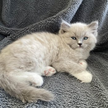 chaton Ragdoll blue mink mitted Ulys Les Ragdolls de la Croisette chaton Ragdoll blue mink mitted Ulys Les Ragdolls de la Croisette
