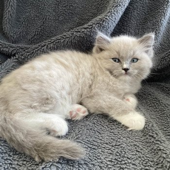 chaton Ragdoll blue mink mitted Ulys Les Ragdolls de la Croisette