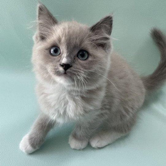 chaton Ragdoll blue mink mitted Ulys Les Ragdolls de la Croisette