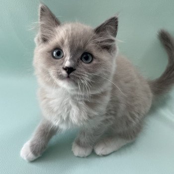 chaton Ragdoll blue mink mitted Ulys Les Ragdolls de la Croisette chaton Ragdoll blue mink mitted Ulys Les Ragdolls de la Croisette