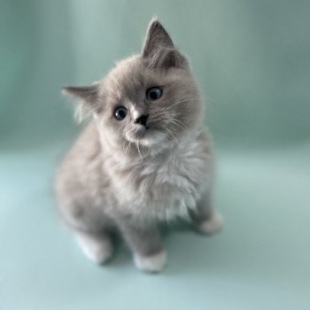 chaton Ragdoll blue mink mitted Ulys Les Ragdolls de la Croisette