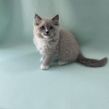 chaton Ragdoll blue mink mitted Ulys Les Ragdolls de la Croisette chaton Ragdoll blue mink mitted Ulys Les Ragdolls de la Croisette