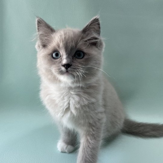 chaton Ragdoll blue mink mitted Ulys Les Ragdolls de la Croisette