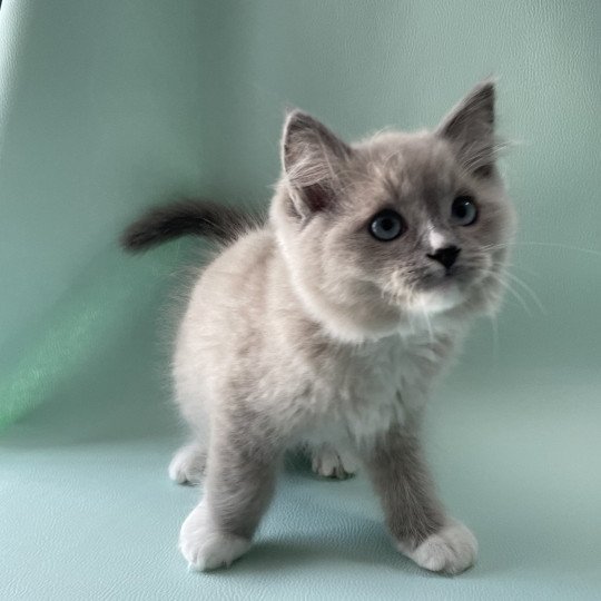 chaton Ragdoll blue mink mitted Ulys Les Ragdolls de la Croisette