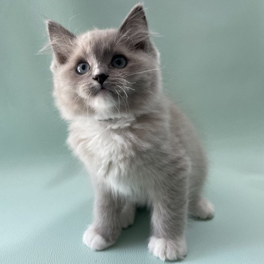 chaton Ragdoll blue mink mitted Ulys Les Ragdolls de la Croisette