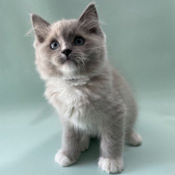 chaton Ragdoll blue mink mitted Ulys Les Ragdolls de la Croisette chaton Ragdoll blue mink mitted Ulys Les Ragdolls de la Croisette