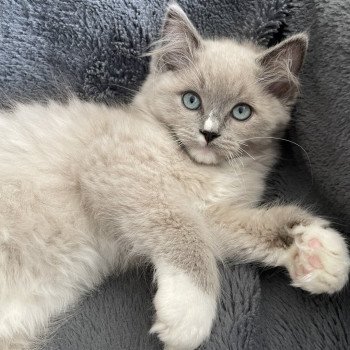 chaton Ragdoll blue mink mitted Ulys Les Ragdolls de la Croisette chaton Ragdoll blue mink mitted Ulys Les Ragdolls de la Croisette