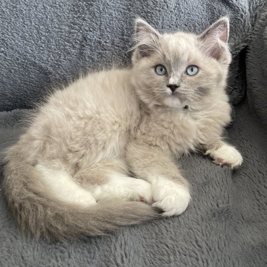 chaton Ragdoll blue mink mitted Ulys Les Ragdolls de la Croisette