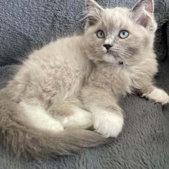 chaton Ragdoll blue mink mitted Ulys Les Ragdolls de la Croisette