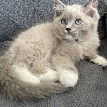 chaton Ragdoll blue mink mitted Ulys Les Ragdolls de la Croisette chaton Ragdoll blue mink mitted Ulys Les Ragdolls de la Croisette