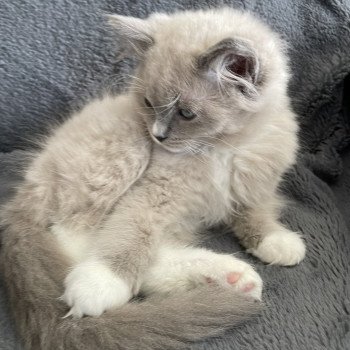 chaton Ragdoll blue mink mitted Ulys Les Ragdolls de la Croisette chaton Ragdoll blue mink mitted Ulys Les Ragdolls de la Croisette