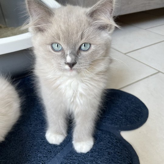 chaton Ragdoll blue mink mitted Ulys Les Ragdolls de la Croisette