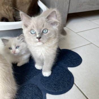 chaton Ragdoll blue mink mitted Ulys Les Ragdolls de la Croisette chaton Ragdoll blue mink mitted Ulys Les Ragdolls de la Croisette