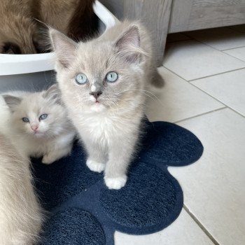 chaton Ragdoll blue mink mitted Ulys Les Ragdolls de la Croisette