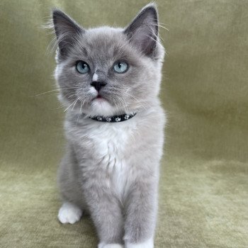chaton Ragdoll blue mink mitted Ulys Les Ragdolls de la Croisette chaton Ragdoll blue mink mitted Ulys Les Ragdolls de la Croisette