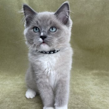 chaton Ragdoll blue mink mitted Ulys Les Ragdolls de la Croisette