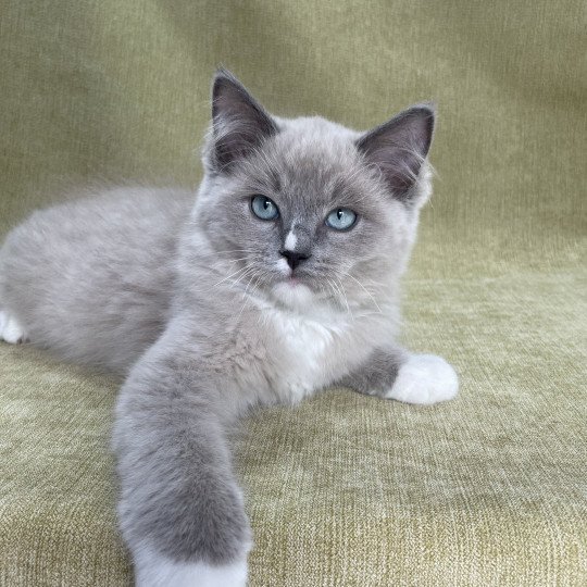 chaton Ragdoll blue mink mitted Ulys Les Ragdolls de la Croisette