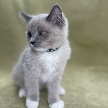 chaton Ragdoll blue mink mitted Ulys Les Ragdolls de la Croisette chaton Ragdoll blue mink mitted Ulys Les Ragdolls de la Croisette