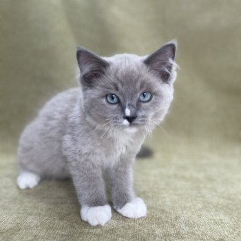 chaton Ragdoll blue mink mitted Ulys Les Ragdolls de la Croisette chaton Ragdoll blue mink mitted Ulys Les Ragdolls de la Croisette