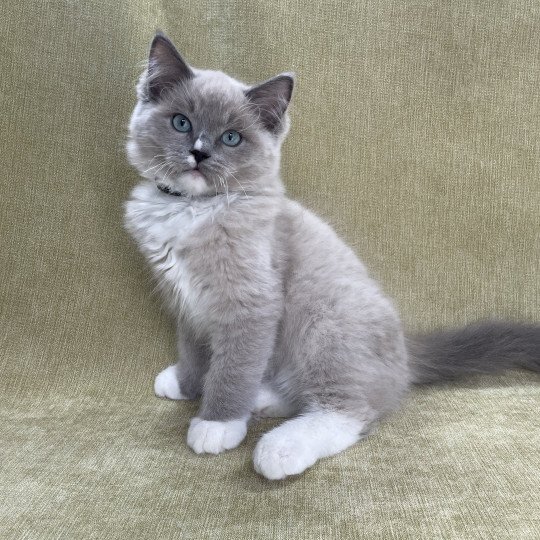 chaton Ragdoll blue mink mitted Ulys Les Ragdolls de la Croisette