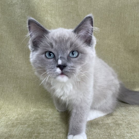 chaton Ragdoll blue mink mitted Ulys Les Ragdolls de la Croisette