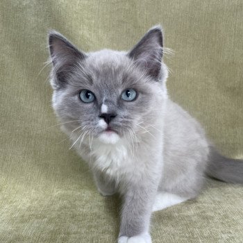 chaton Ragdoll blue mink mitted Ulys Les Ragdolls de la Croisette chaton Ragdoll blue mink mitted Ulys Les Ragdolls de la Croisette