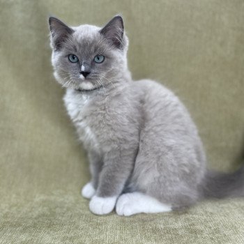 chaton Ragdoll blue mink mitted Ulys Les Ragdolls de la Croisette chaton Ragdoll blue mink mitted Ulys Les Ragdolls de la Croisette