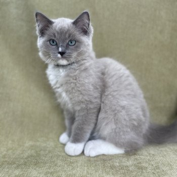 chaton Ragdoll blue mink mitted Ulys Les Ragdolls de la Croisette