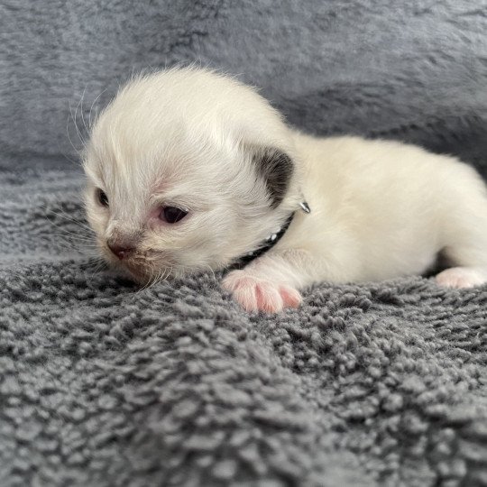 chaton Ragdoll noir Les Ragdolls de la Croisette