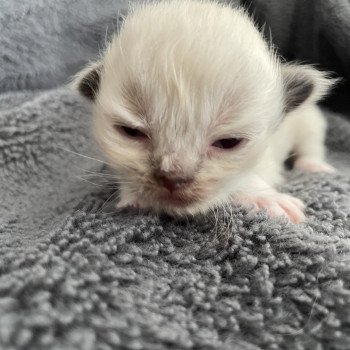 chaton Ragdoll noir Les Ragdolls de la Croisette chaton Ragdoll noir Les Ragdolls de la Croisette