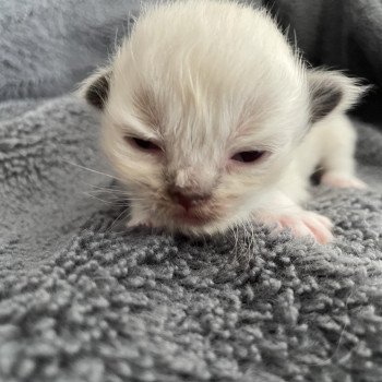 chaton Ragdoll noir Les Ragdolls de la Croisette