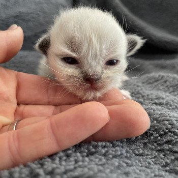 chaton Ragdoll noir Les Ragdolls de la Croisette