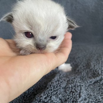 chaton Ragdoll noir Les Ragdolls de la Croisette