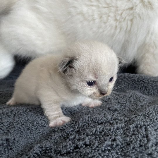 chaton Ragdoll noir Les Ragdolls de la Croisette