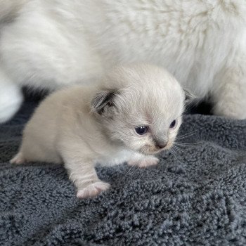 chaton Ragdoll noir Les Ragdolls de la Croisette chaton Ragdoll noir Les Ragdolls de la Croisette