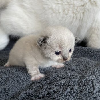 chaton Ragdoll noir Les Ragdolls de la Croisette