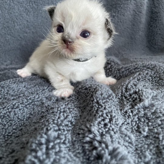 chaton Ragdoll noir Les Ragdolls de la Croisette