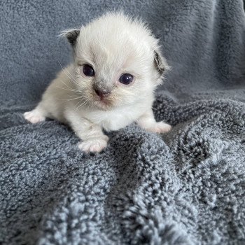 chaton Ragdoll noir Les Ragdolls de la Croisette