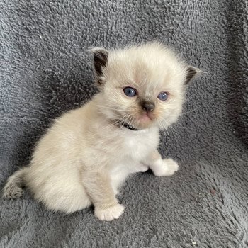 chaton Ragdoll seal point mitted noir Les Ragdolls de la Croisette