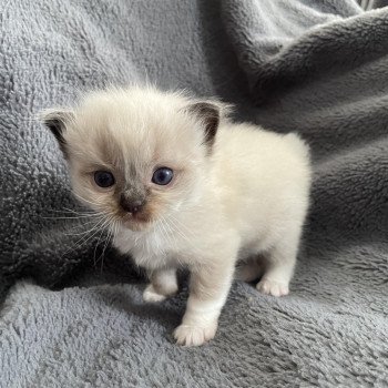 chaton Ragdoll seal point mitted noir Les Ragdolls de la Croisette