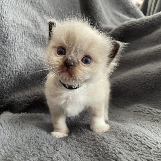 chaton Ragdoll seal point mitted noir Les Ragdolls de la Croisette