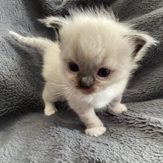 chaton Ragdoll seal point mitted noir Les Ragdolls de la Croisette