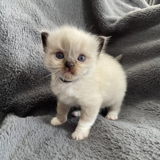 chaton Ragdoll seal point mitted noir Les Ragdolls de la Croisette