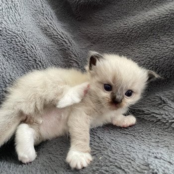 chaton Ragdoll seal point mitted noir Les Ragdolls de la Croisette