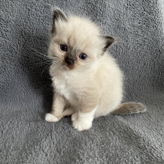 chaton Ragdoll seal point mitted noir Les Ragdolls de la Croisette