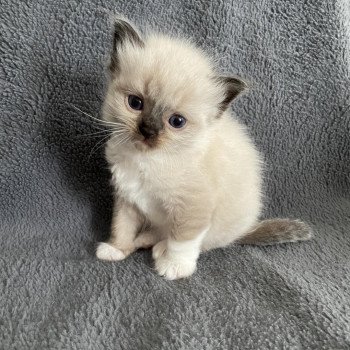 chaton Ragdoll seal point mitted noir Les Ragdolls de la Croisette chaton Ragdoll seal point mitted noir Les Ragdolls de la Croisette