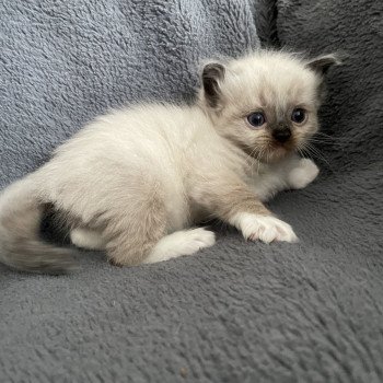 chaton Ragdoll seal point mitted noir Les Ragdolls de la Croisette