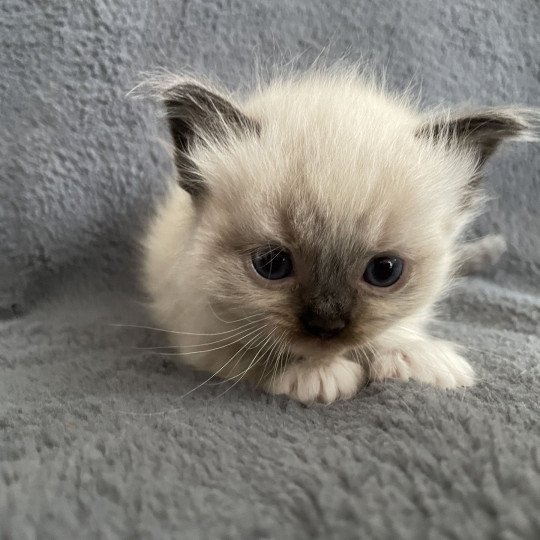 chaton Ragdoll seal point mitted noir Les Ragdolls de la Croisette