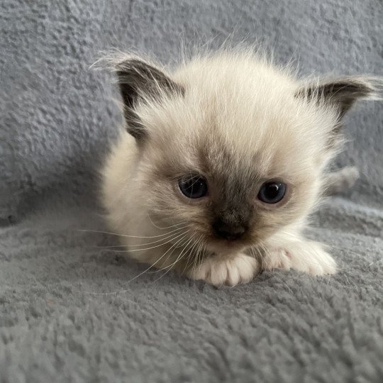 chaton Ragdoll seal point mitted noir Les Ragdolls de la Croisette