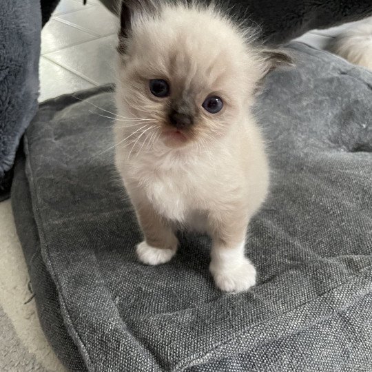 chaton Ragdoll seal point mitted noir Les Ragdolls de la Croisette